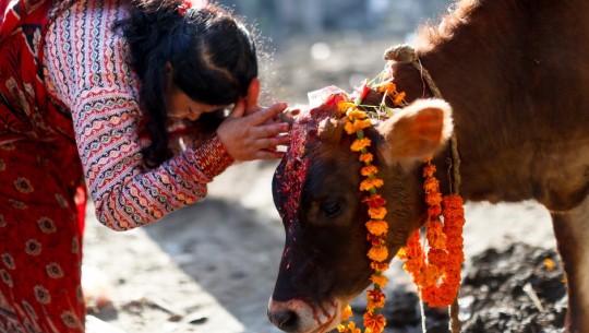 यमपञ्चक चौथो दिन : गाई पूजा गरिँदै 