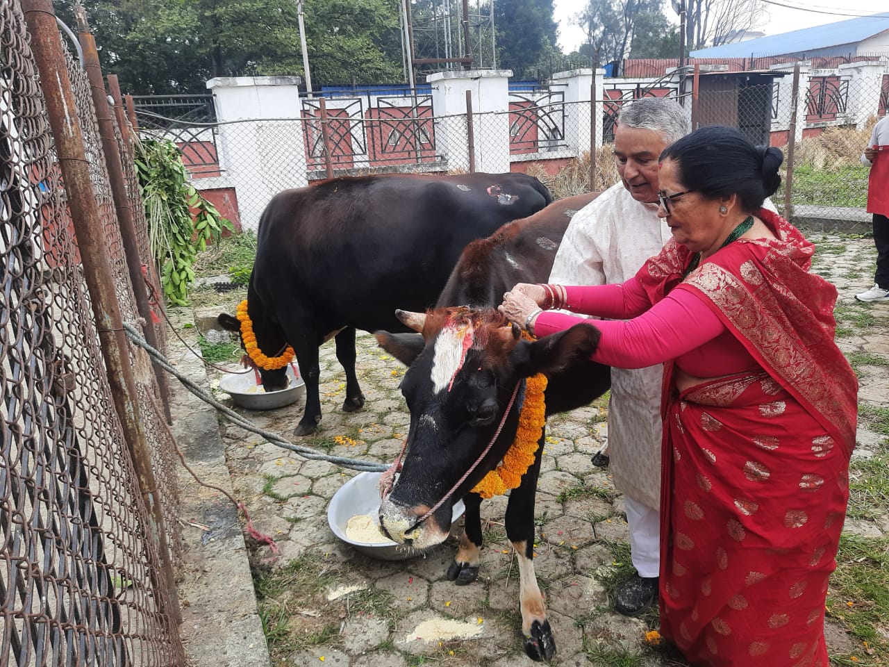 राष्ट्रपति पौडेलले गरे गाईपूजा 